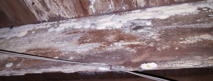 Mold Remediation | Mold Fungus Growth | Virginia | Kefficient Mold Remediation | Mold Fungus Growth | Virginia | Kefficient