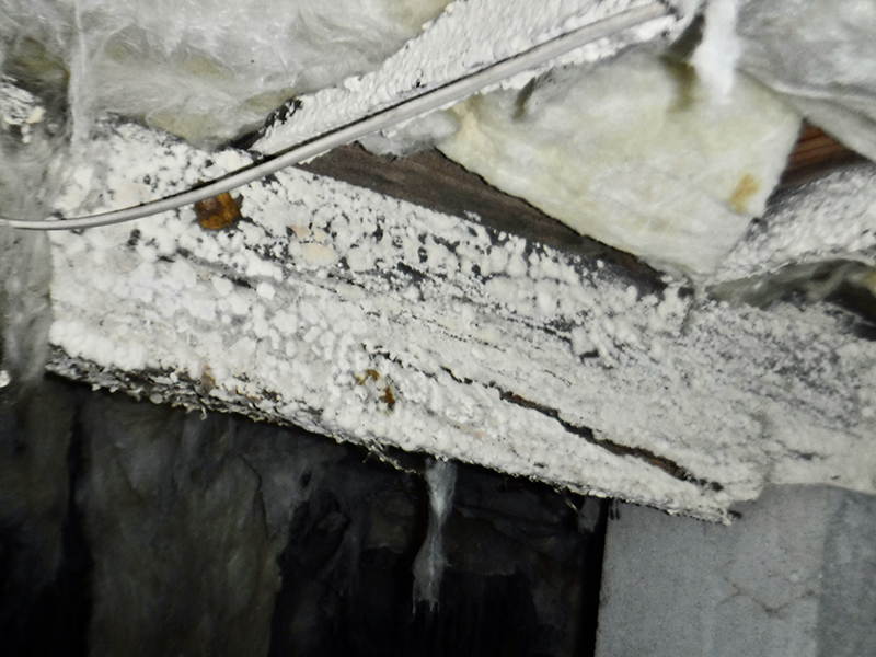 Dry Rot caused by mold