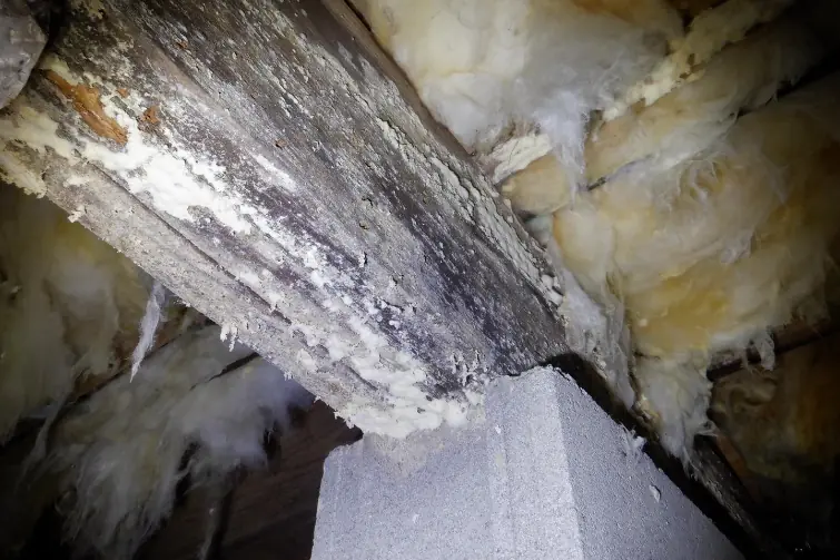 mold-growth