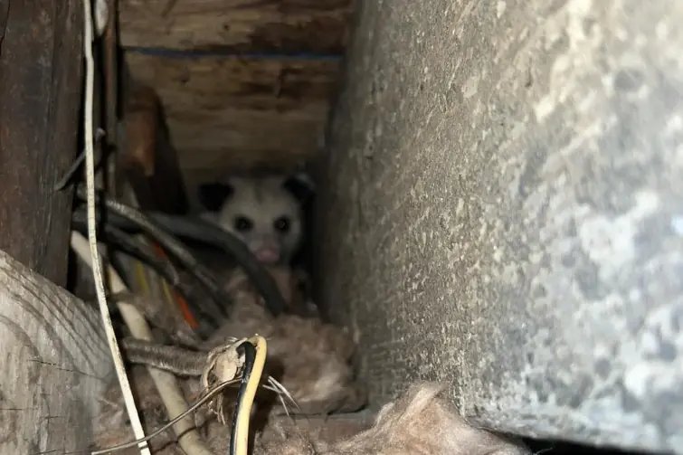 pest-infestation Foundation Repair Services