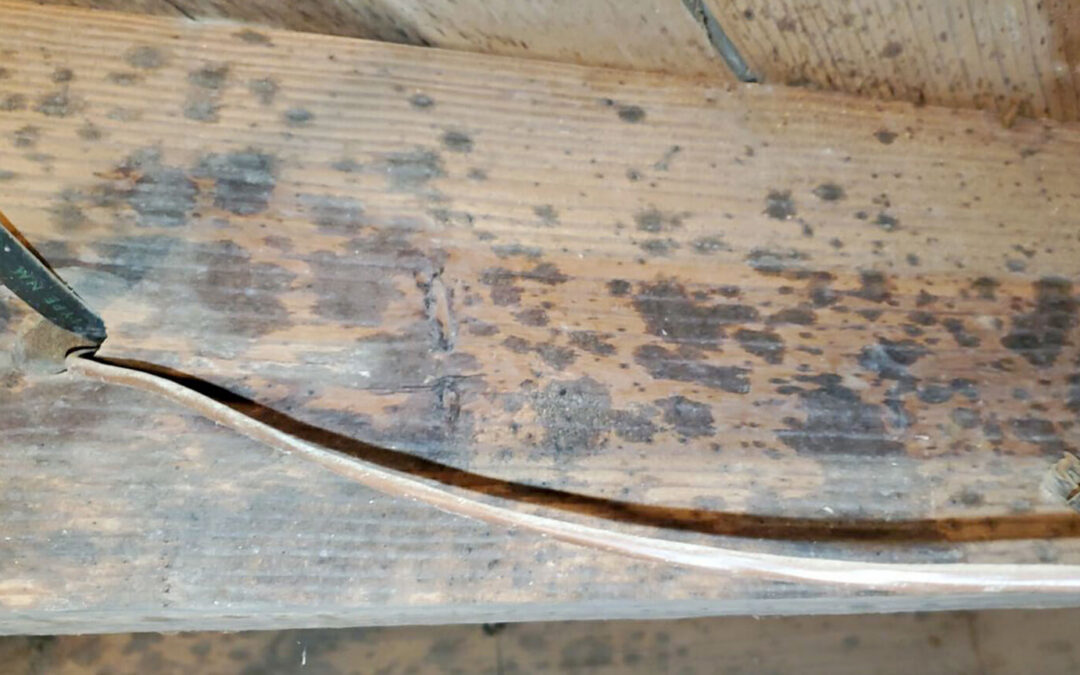 Does DIY Mold Remediation Work?